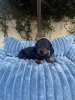 Dolly AKC , a female Dachshund and Miniature Dachshund for sale in Phoenix, AZ – 7 of 10