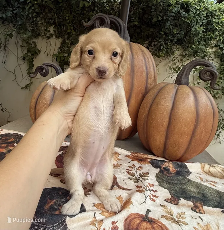 Missy LH AKC – Dachshund, Miniature Dachshund puppy for sale in Phoenix, AZ