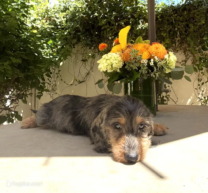 Joe Dapple AKC – Dachshund, Miniature Dachshund puppy for sale in Phoenix, AZ