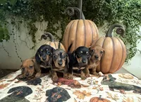 Mia Red AKC, a female Dachshund and Miniature Dachshund for sale in Phoenix, AZ – 2 of 8