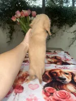 Missy LH AKC, a female Dachshund and Miniature Dachshund for sale in Phoenix, AZ – 4 of 6