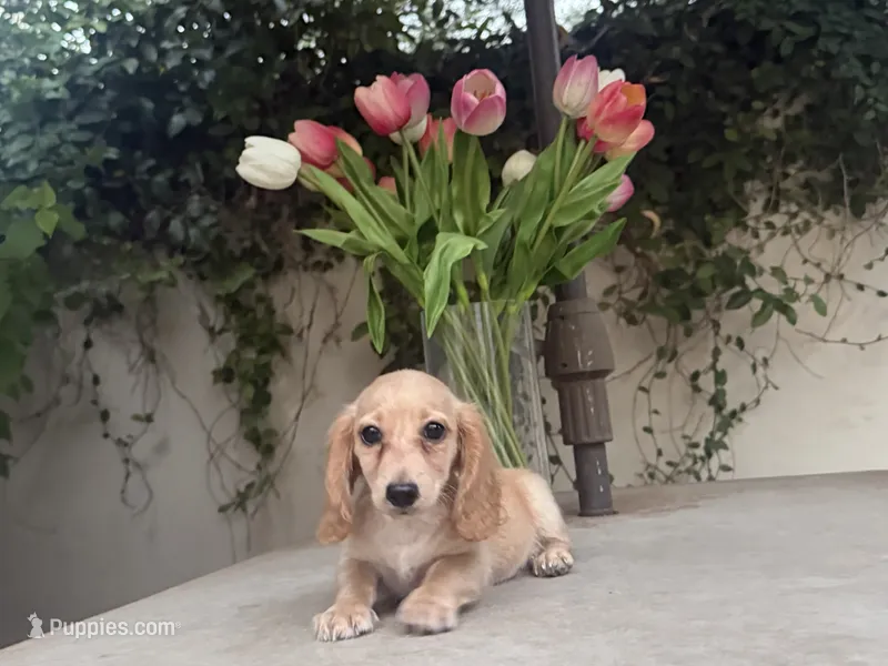 Mike LH AKC – Dachshund, Miniature Dachshund puppy for sale in Phoenix, AZ