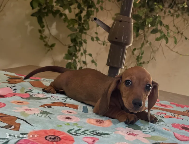 Dolly AKC  – Dachshund, Miniature Dachshund puppy for sale in Phoenix, AZ