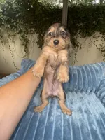 Ava Dapple AKC, a female Dachshund and Miniature Dachshund for sale in Phoenix, AZ – 4 of 10