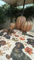 Mia Red AKC, a female Dachshund and Miniature Dachshund for sale in Phoenix, AZ – 4 of 8