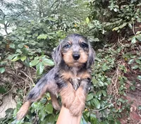 Joe Dapple AKC, a male Dachshund and Miniature Dachshund for sale in Phoenix, AZ – 2 of 10