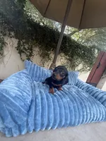 Dolly AKC , a female Dachshund and Miniature Dachshund for sale in Phoenix, AZ – 8 of 10