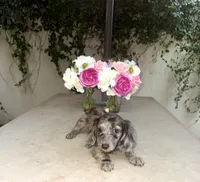 Betty LH Dapple AKC, a female Dachshund and Miniature Dachshund for sale in Phoenix, AZ – 2 of 7