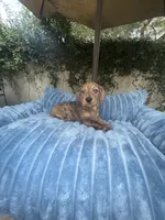 Bob Dapple AKC, a male Dachshund and Miniature Dachshund for sale in Phoenix, AZ – 5 of 8