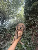 Bob Dapple AKC, a male Dachshund and Miniature Dachshund for sale in Phoenix, AZ – 8 of 8