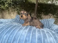 Ava Dapple AKC, a female Dachshund and Miniature Dachshund for sale in Phoenix, AZ – 6 of 10