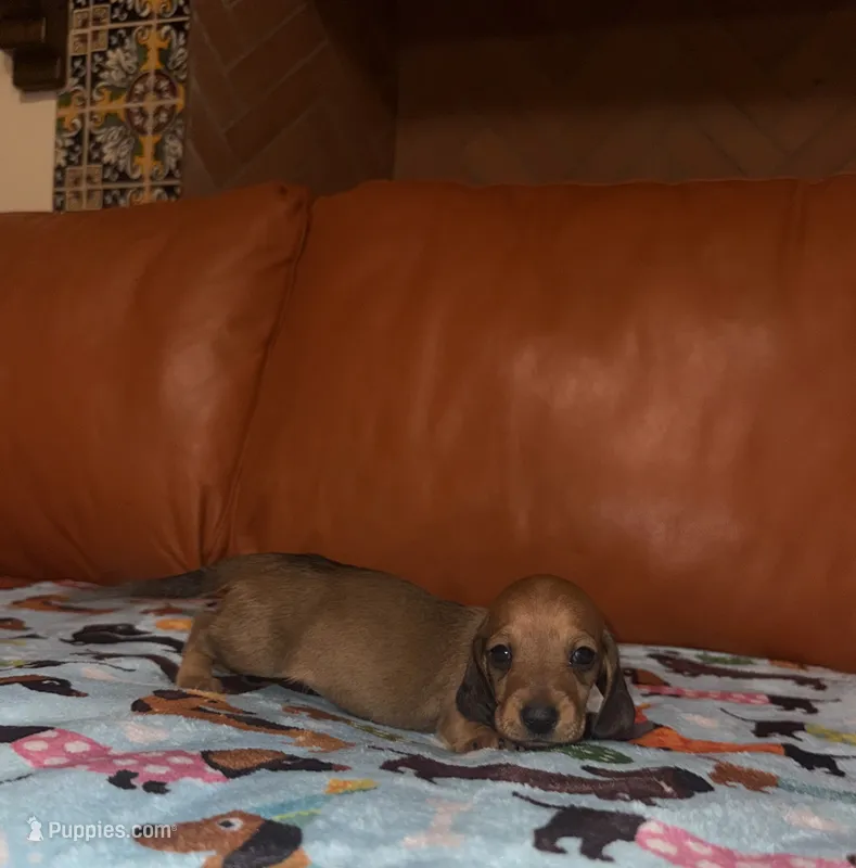 Dolly AKC  – Dachshund, Miniature Dachshund puppy for sale in Phoenix, AZ