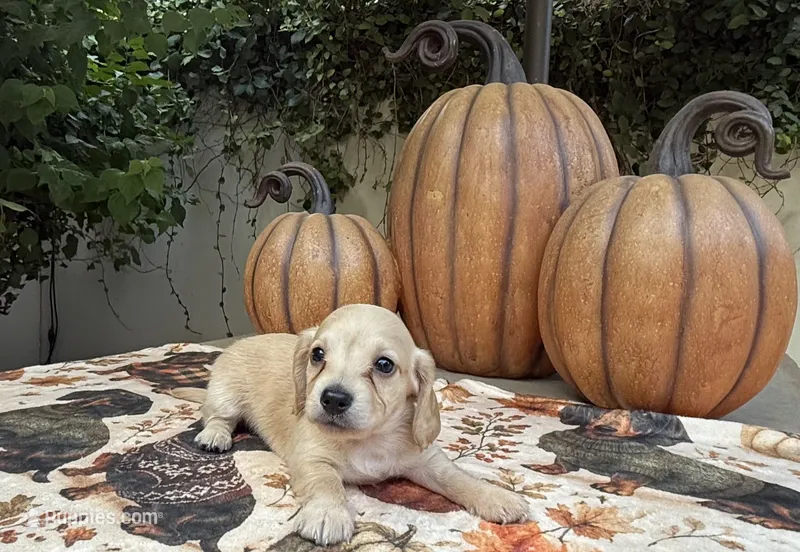 Mike LH AKC – Dachshund, Miniature Dachshund puppy for sale in Phoenix, AZ