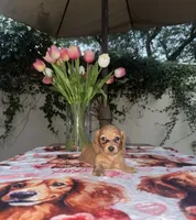 Jim LH AKC, a male Dachshund and Miniature Dachshund for sale in Phoenix, AZ – 5 of 5