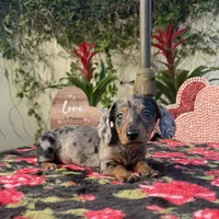 Joe Dapple AKC, a male Dachshund and Miniature Dachshund for sale in Phoenix, AZ – Photo 1 of 6