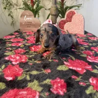 Joe Dapple AKC, a male Dachshund and Miniature Dachshund for sale in Phoenix, AZ – Photo 2 of 6