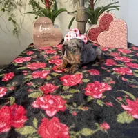 Joe Dapple AKC, a male Dachshund and Miniature Dachshund for sale in Phoenix, AZ – Photo 4 of 6