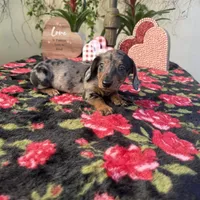 Joe Dapple AKC, a male Dachshund and Miniature Dachshund for sale in Phoenix, AZ – Photo 6 of 6