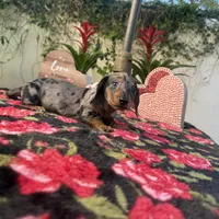 Joe Dapple AKC, a male Dachshund and Miniature Dachshund for sale in Phoenix, AZ – Photo 5 of 6