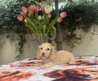 Missy LH AKC, a female Dachshund and Miniature Dachshund for sale in Phoenix, AZ – 3 of 6