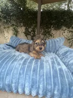 Ava Dapple AKC, a female Dachshund and Miniature Dachshund for sale in Phoenix, AZ – 2 of 10