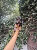 Mia Dapple AKC, a female Dachshund and Miniature Dachshund for sale in Phoenix, AZ – 2 of 8