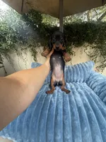 Dolly AKC , a female Dachshund and Miniature Dachshund for sale in Phoenix, AZ – 2 of 10