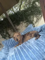 Bob Dapple AKC, a male Dachshund and Miniature Dachshund for sale in Phoenix, AZ – 4 of 8