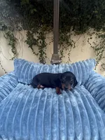 Dolly AKC , a female Dachshund and Miniature Dachshund for sale in Phoenix, AZ – 3 of 10