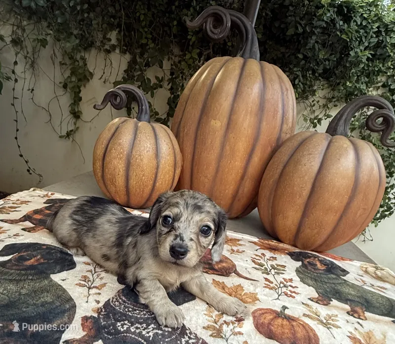 Betty LH Dapple AKC – Dachshund, Miniature Dachshund puppy for sale in Phoenix, AZ