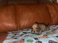 Dolly AKC , a female Dachshund and Miniature Dachshund for sale in Phoenix, AZ – 2 of 5