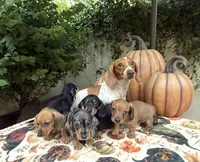 Mia Red AKC, a female Dachshund and Miniature Dachshund for sale in Phoenix, AZ – 7 of 8