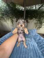 Joe Dapple AKC, a male Dachshund and Miniature Dachshund for sale in Phoenix, AZ – 6 of 10