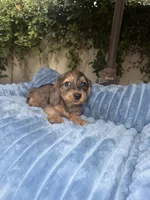 Ava Dapple AKC, a female Dachshund and Miniature Dachshund for sale in Phoenix, AZ – 8 of 10