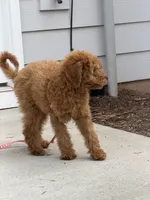 Parker, a male Miniature Goldendoodle for sale in Durham, NC – 2 of 8