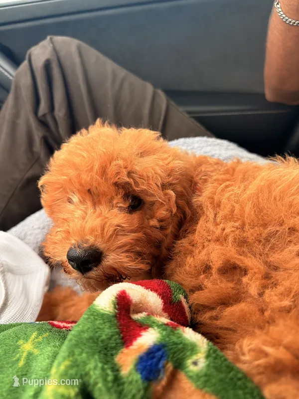 Parker – Miniature Goldendoodle puppy for sale in Durham, NC