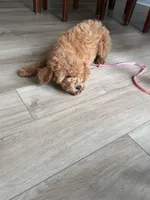 Parker, a male Miniature Goldendoodle for sale in Durham, NC – 5 of 8