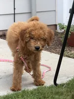 Parker, a male Miniature Goldendoodle for sale in Durham, NC – 4 of 8
