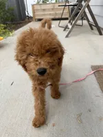 Parker, a male Miniature Goldendoodle for sale in Durham, NC – 6 of 8