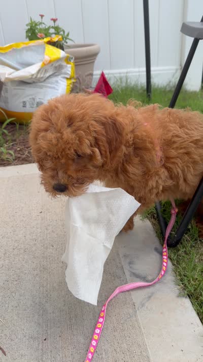 Parker, a male Miniature Goldendoodle for sale in Durham, NC – 8 of 8