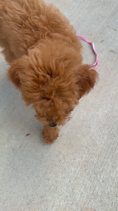 Parker, a male Miniature Goldendoodle for sale in Durham, NC – 7 of 8