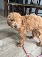 Parker, a male Miniature Goldendoodle for sale in Durham, NC – 3 of 8