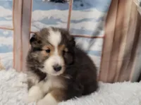 Benson, a male Shetland Sheepdog for sale in Conway, MO – Photo 2 of 4