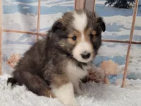 Benson, a male Shetland Sheepdog for sale in Conway, MO – Photo 1 of 4
