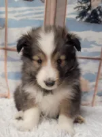 Benson, a male Shetland Sheepdog for sale in Conway, MO – Photo 4 of 4