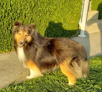 Diesei, a male Shetland Sheepdog for sale in Conway, MO – Photo 2 of 2