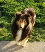 Diesei, a male Shetland Sheepdog for sale in Conway, MO – Photo 1 of 2