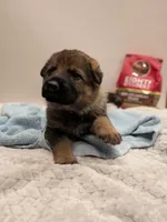 Brew, a female German Shepherd Dog for sale in Lake Ariel, PA – 2 of 2