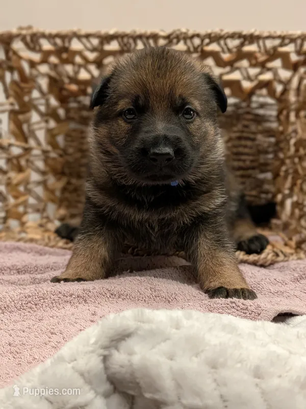 Mocha  – German Shepherd Dog puppy for sale in Lake Ariel, PA