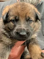 Latte, a female German Shepherd Dog for sale in Lake Ariel, PA – 2 of 2